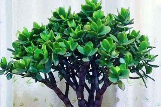 如何种植玉树 7cfbade9608b4009beaf50d14ae6c160.jpeg