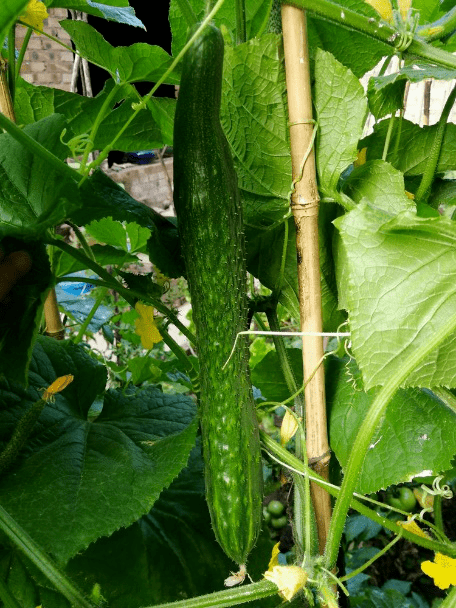 06 成熟的黄瓜