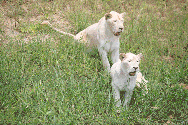森林之眼,萌宠酷跑,飞鸟秀场,鹦鹉剧场