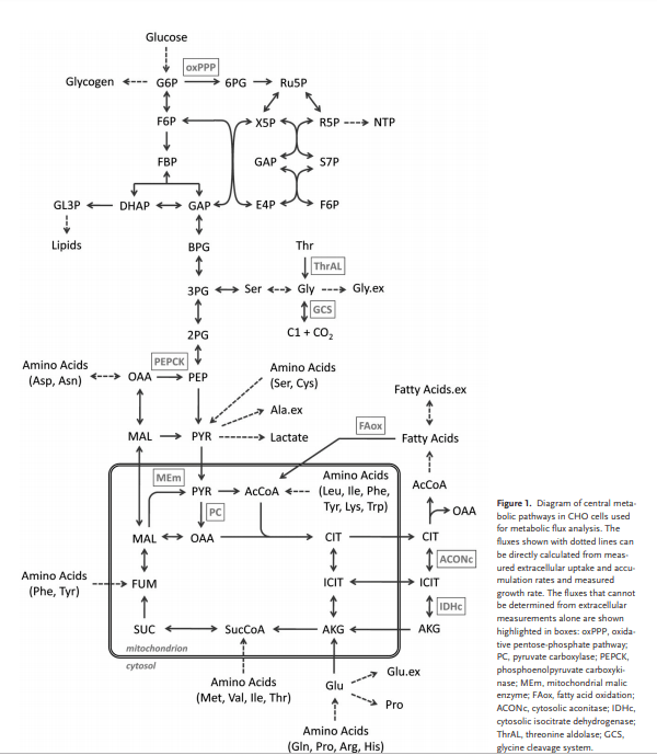 这些途径包括糖酵解,氧化和非氧化戊糖磷酸途径,tca循环,集中的氨基酸
