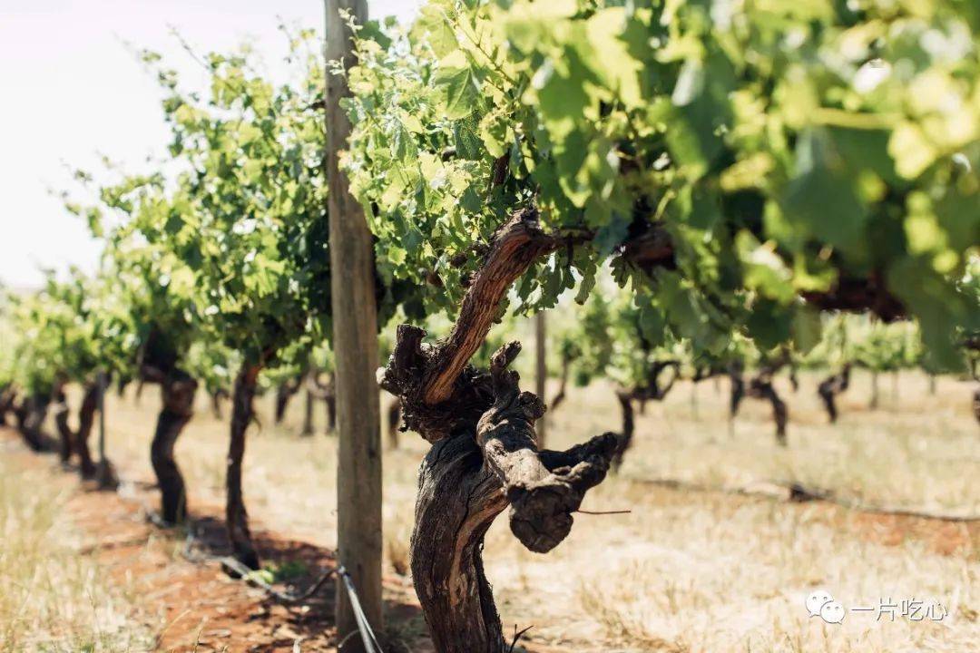 设拉子|这世上没有什么是一顿烧烤不能解决的……