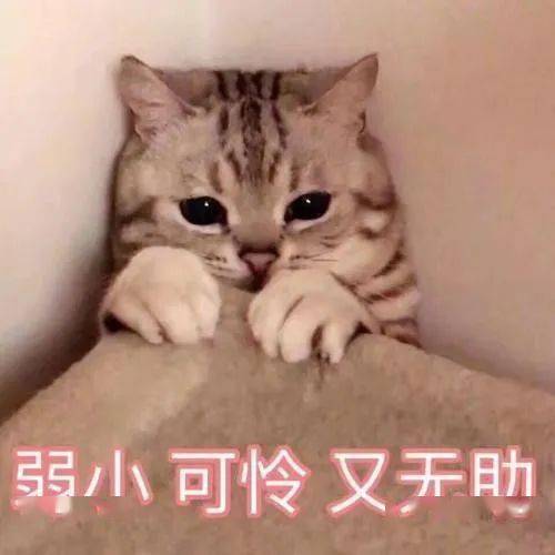 猫晕车怎么办