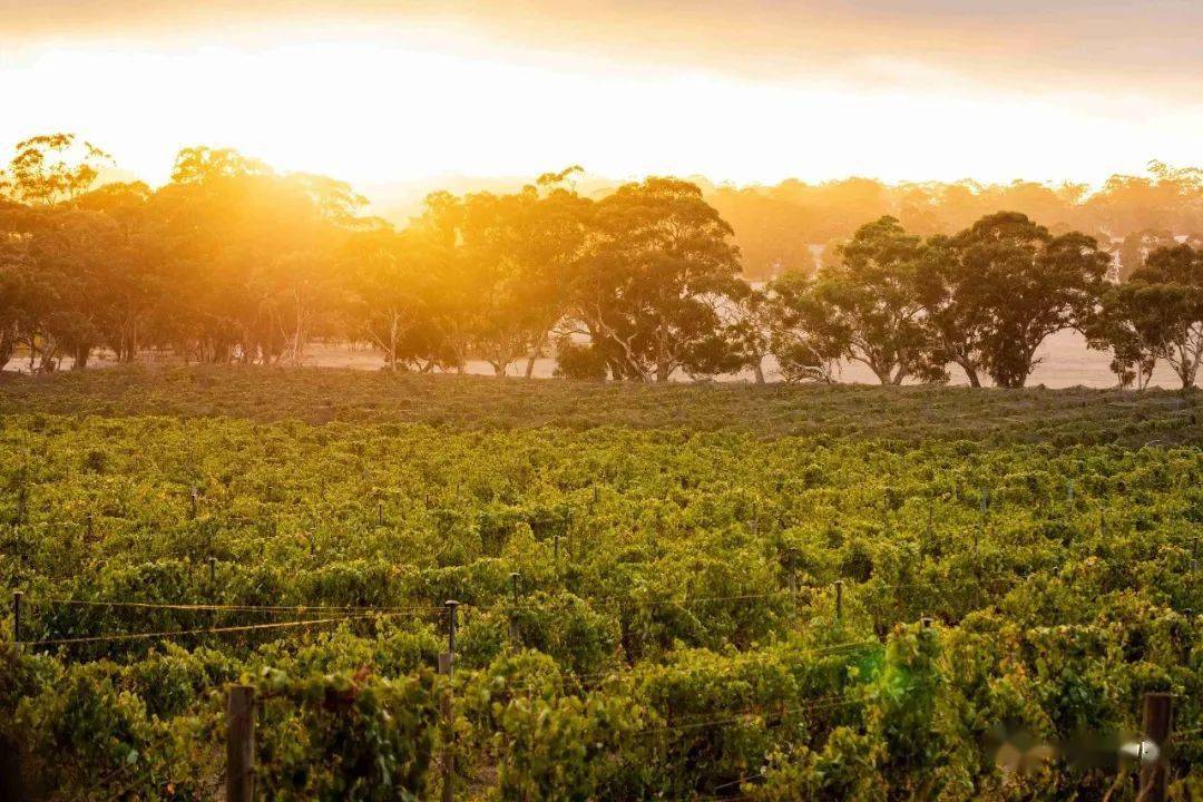 设拉子|这世上没有什么是一顿烧烤不能解决的……