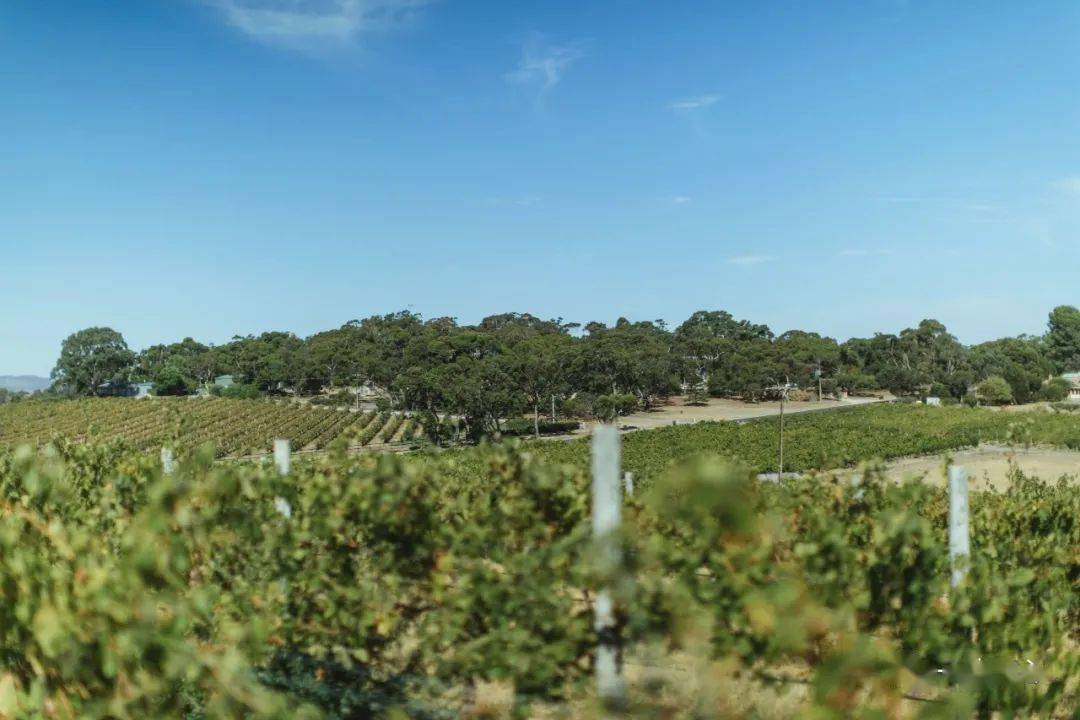 设拉子|这世上没有什么是一顿烧烤不能解决的……