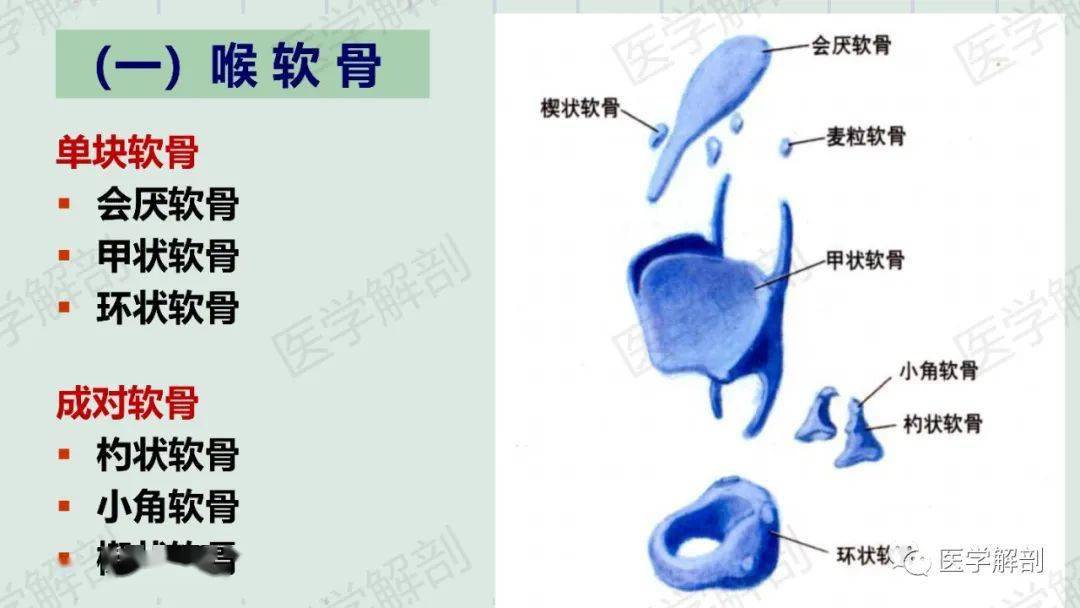 喉的应用解剖及生理_手机搜狐网