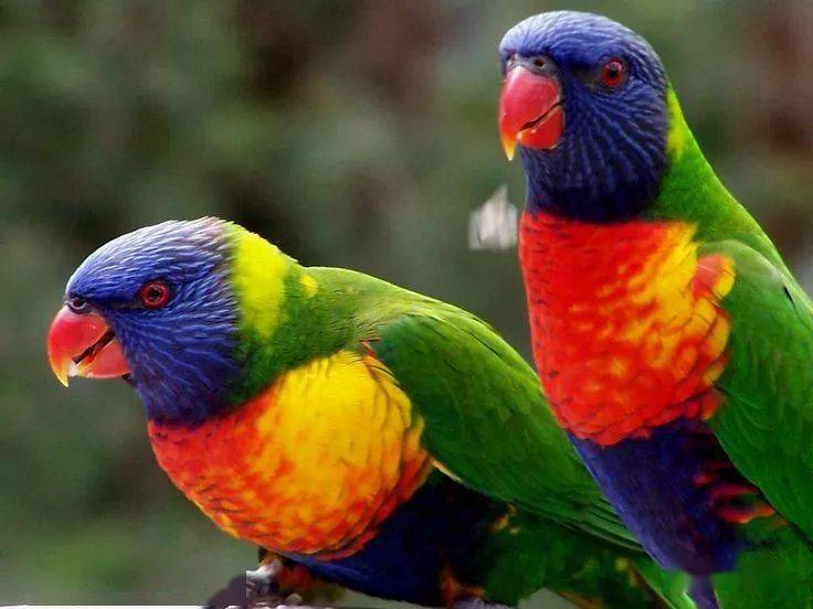 五彩缤纷的 彩虹吸蜜鹦鹦鹉(澳洲)