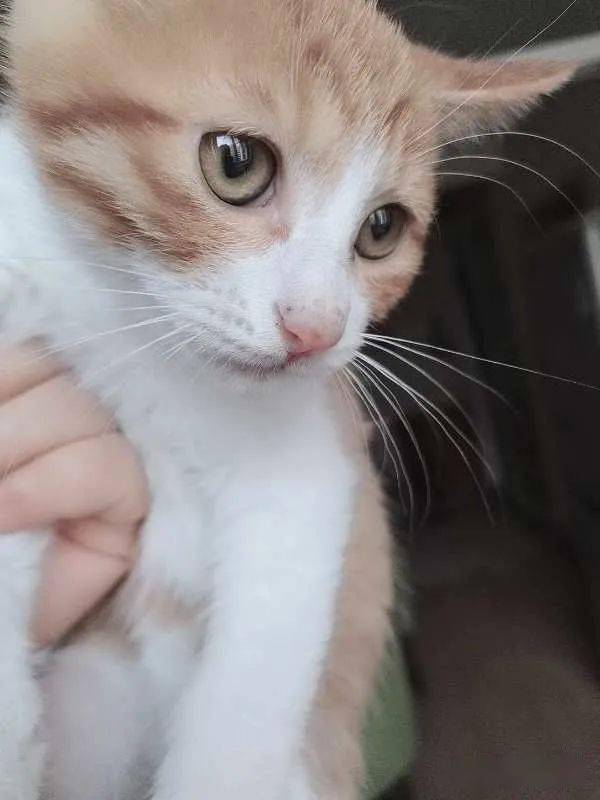 怎么看小猫咪公母 9d84a6970aa046f38d5bf167bbc454cf.jpeg