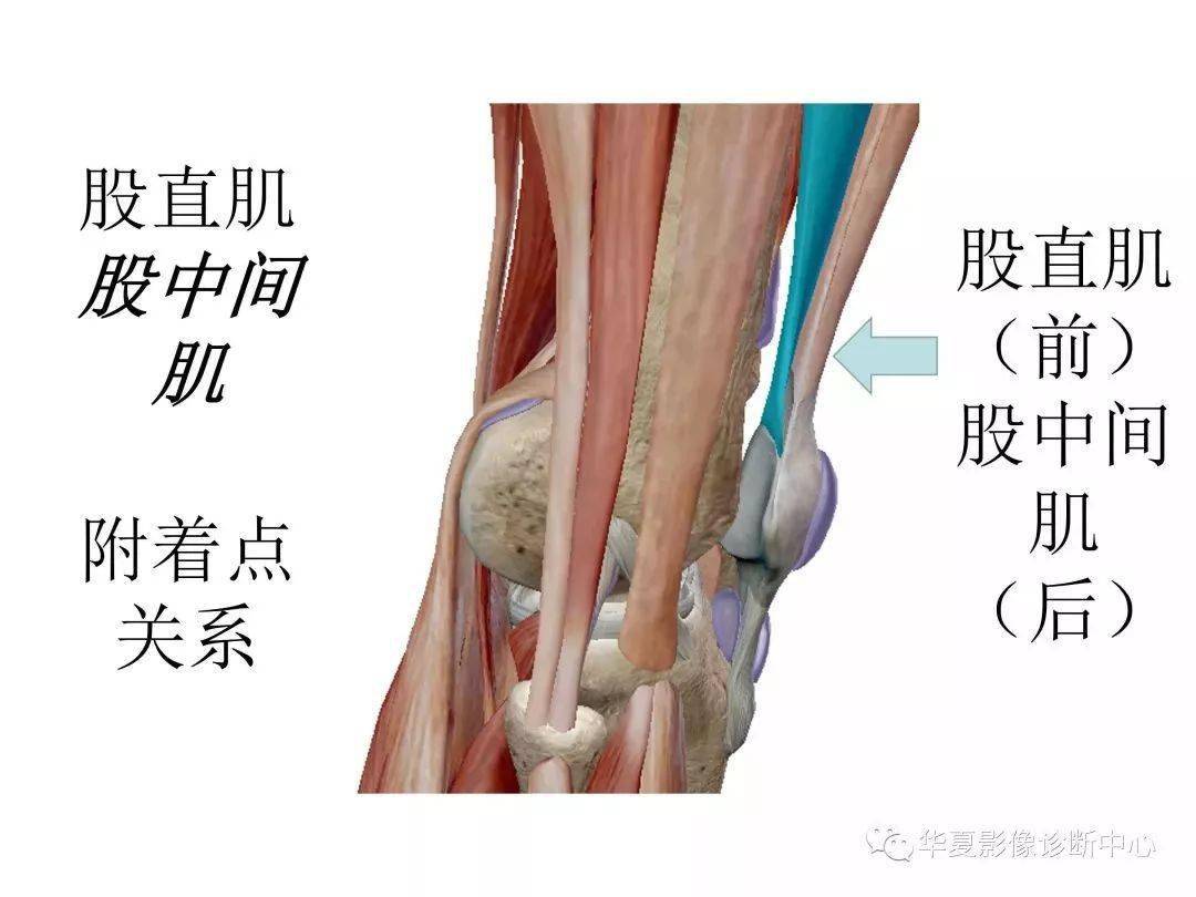 膝关节3d全彩解剖图谱,解剖学老师推荐的!_股骨