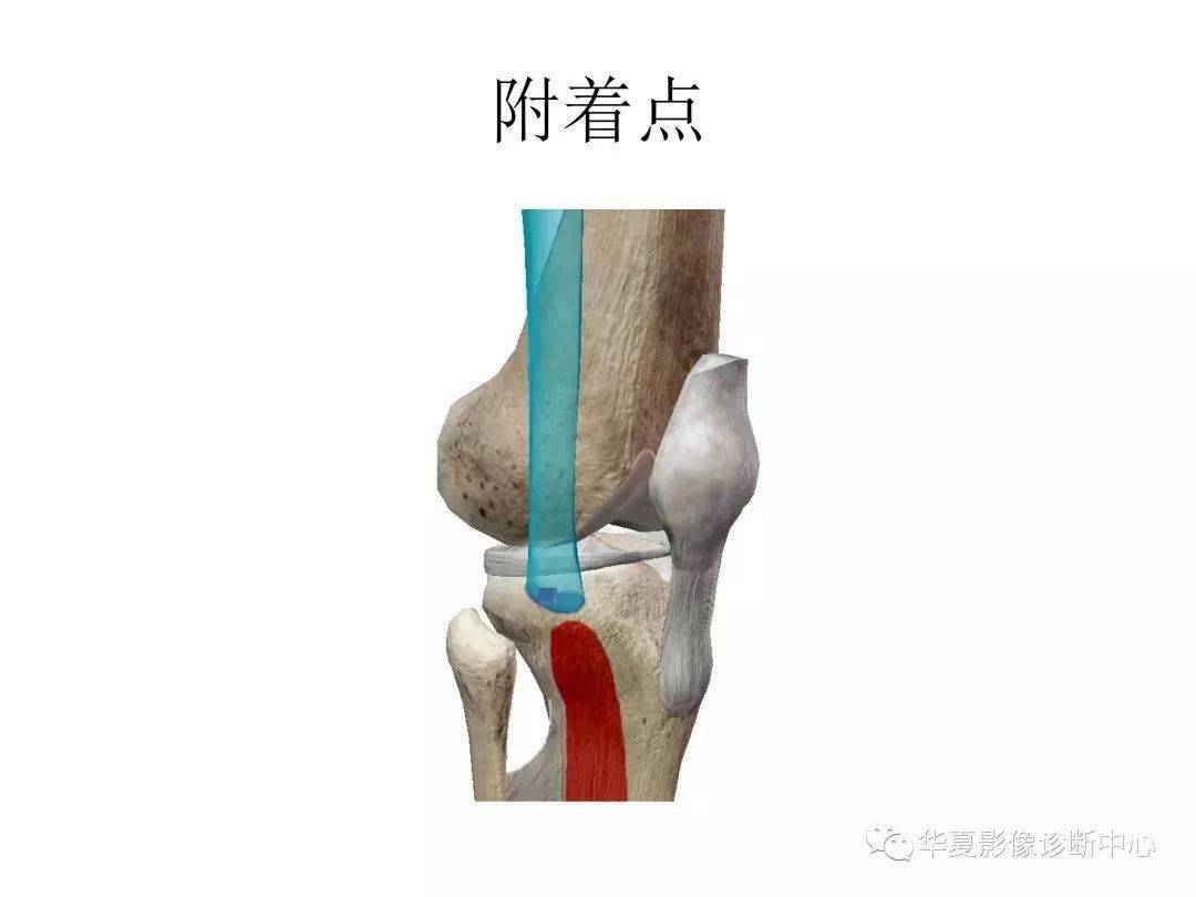 来源:华夏影像诊断中心 膝关节 由股骨内,外侧髁和胫骨内,外侧髁以及