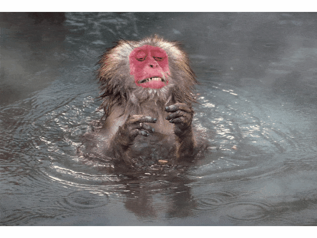 搞笑野生动物摄影大赛!被抓拍的动物们,简直太有意思了