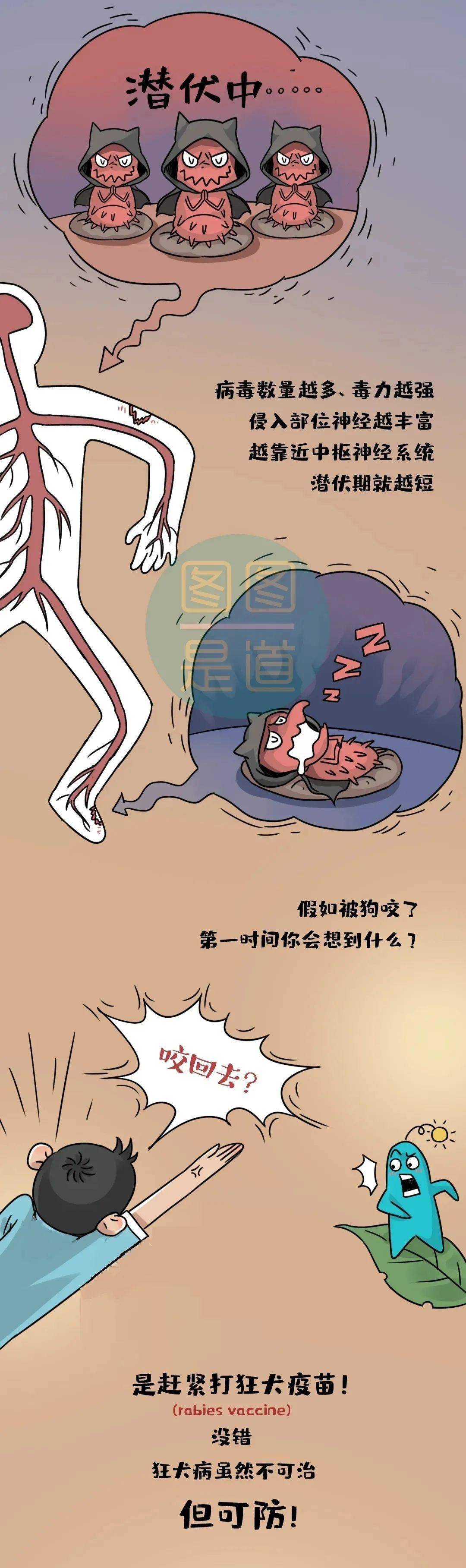狂犬病毒致死率100%,从未失手过