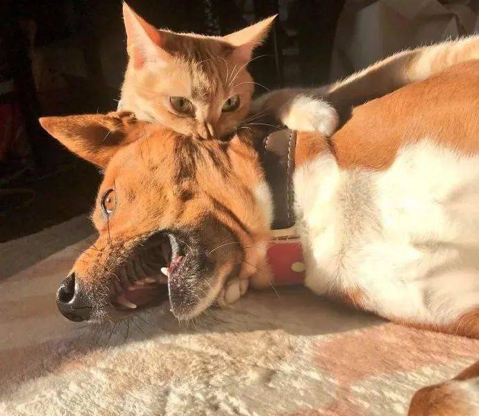 狗为啥喜欢欺负猫 66469b93da164de7921d287f792b4d00.jpeg
