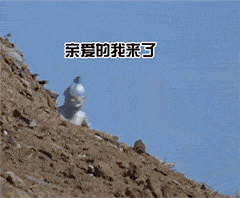 表情包 | 我一时糊涂才喜欢你
