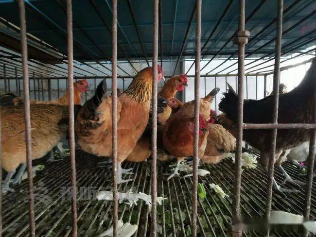 关闭活禽交易后我们这样买鸡鸭鹅鸽