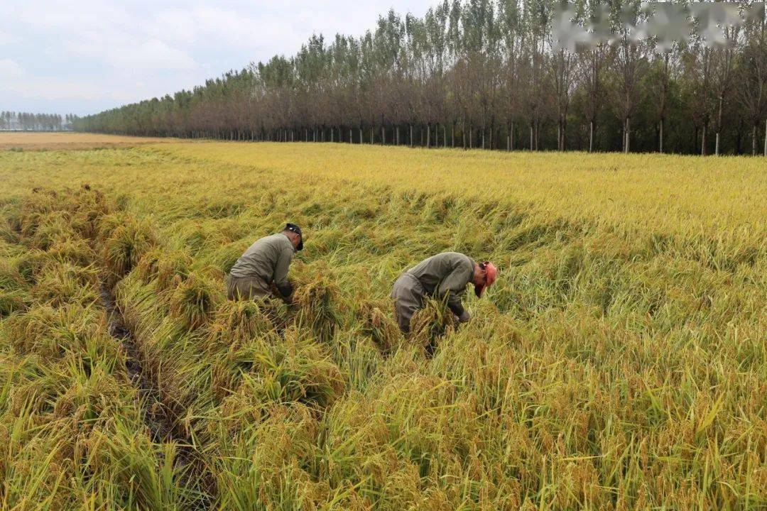 时 有序推进 全力抢收 哈尔滨有限公司打响秋收战役确保粮食颗粒归仓