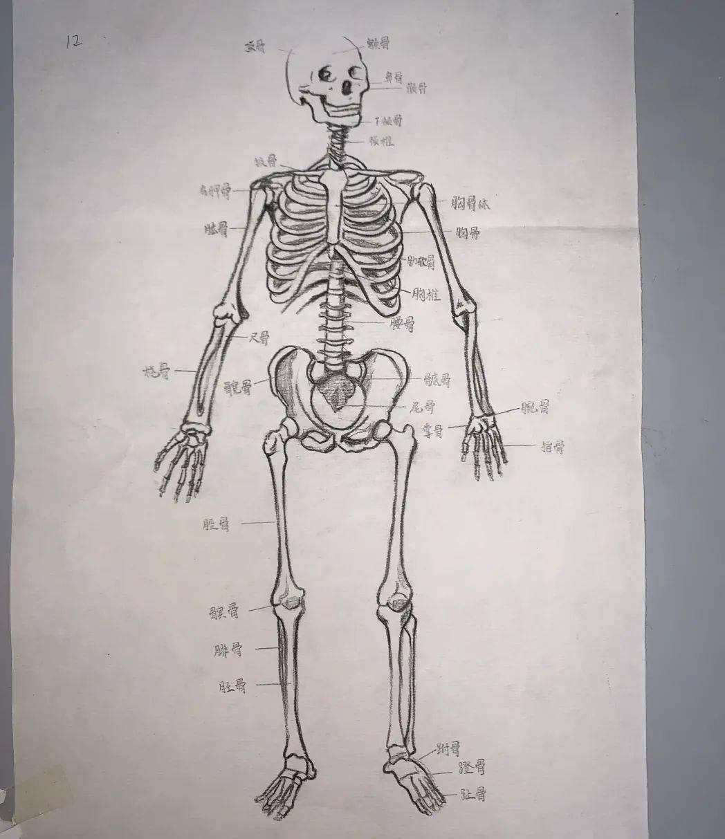 北京卫生职业学院医学技术系学生解剖绘图大赛完美落幕