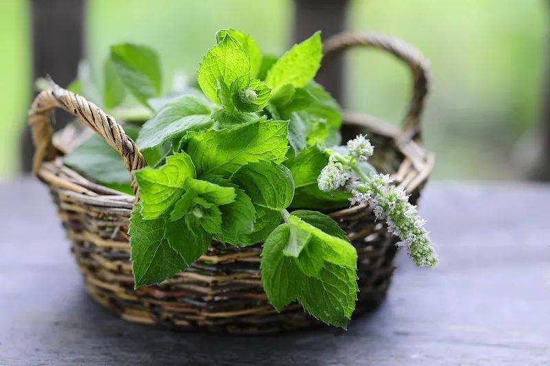 苦菜泡水喝的功效和作用是什么 7d3a165179ec41fc809b802988bcdde9.jpeg