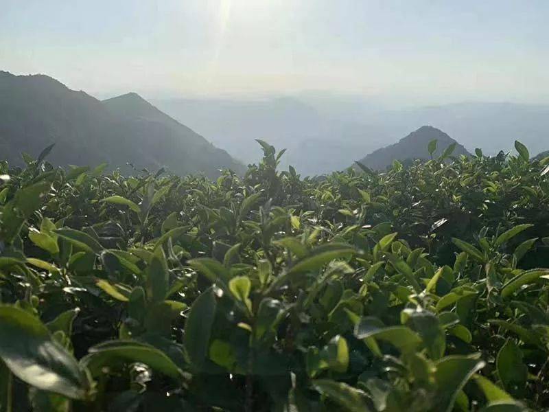 福鼎|古法制成的老白茶，喝着舒心“太姥山”修行之人