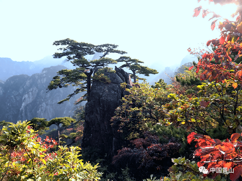 黄金周第二天: 黄山景区秋景如画,交通顺畅,停车有序