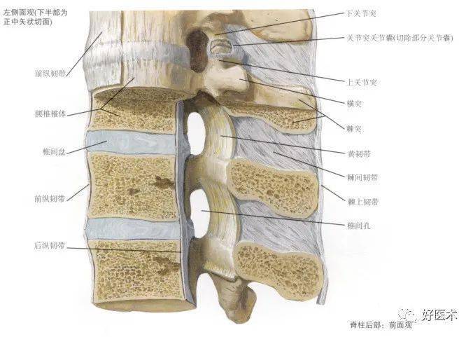 脊柱超详细解剖,高清图文版!_颈椎