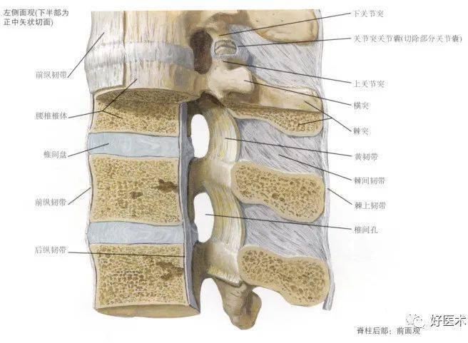 脊柱超详细解剖高清图文版