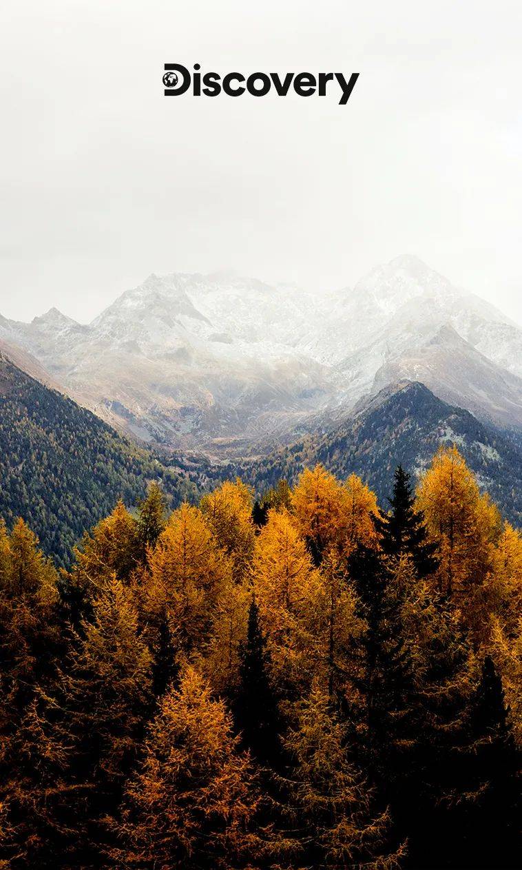 壁纸|请收下秋天的第一波美图