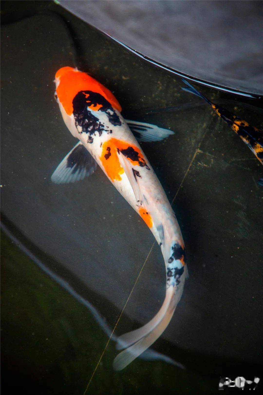 小串|魔都市中心罕见「土灶烧烤」！百元铺满桌！又壕又横又硬核！