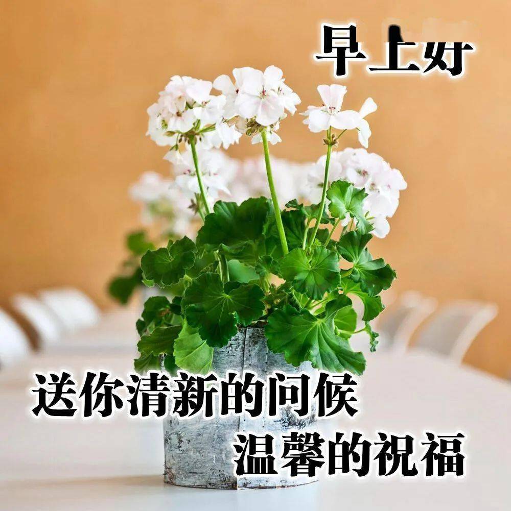 鲜花早上好美图大全,很美的早安图片,早安发朋友圈短语