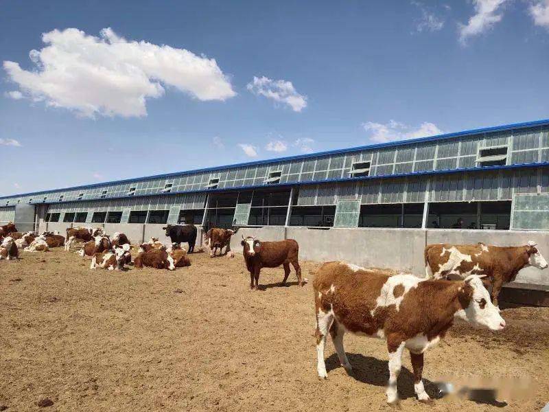 农业农村部:促进畜牧业高质量发展 全面提升畜产品稳产保供能力