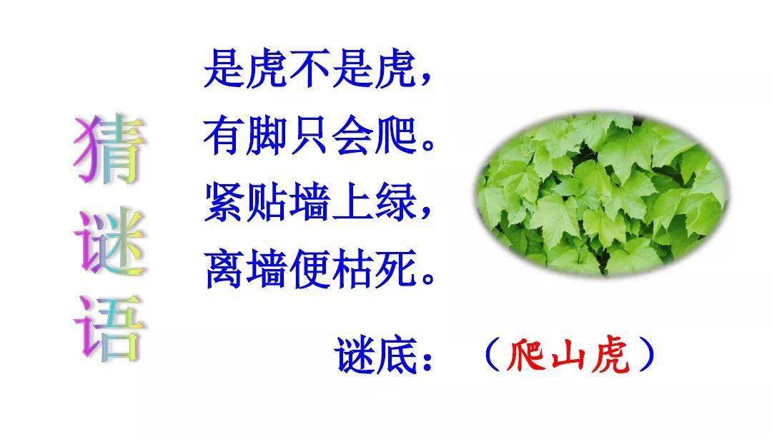 爬山虎的脚有哪些特点四年级 0f0ee79213534c3f83f2f256a73033a1.jpeg