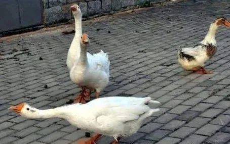 54d0aad002694430a9b8b6366909f2ec.jpeg