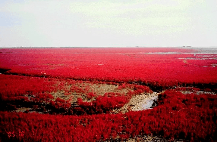 红海滩描写