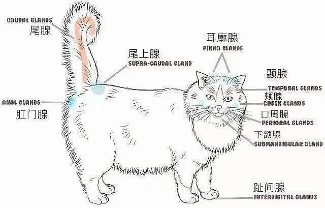 猫的信息素气味到底对猫怎么起作用