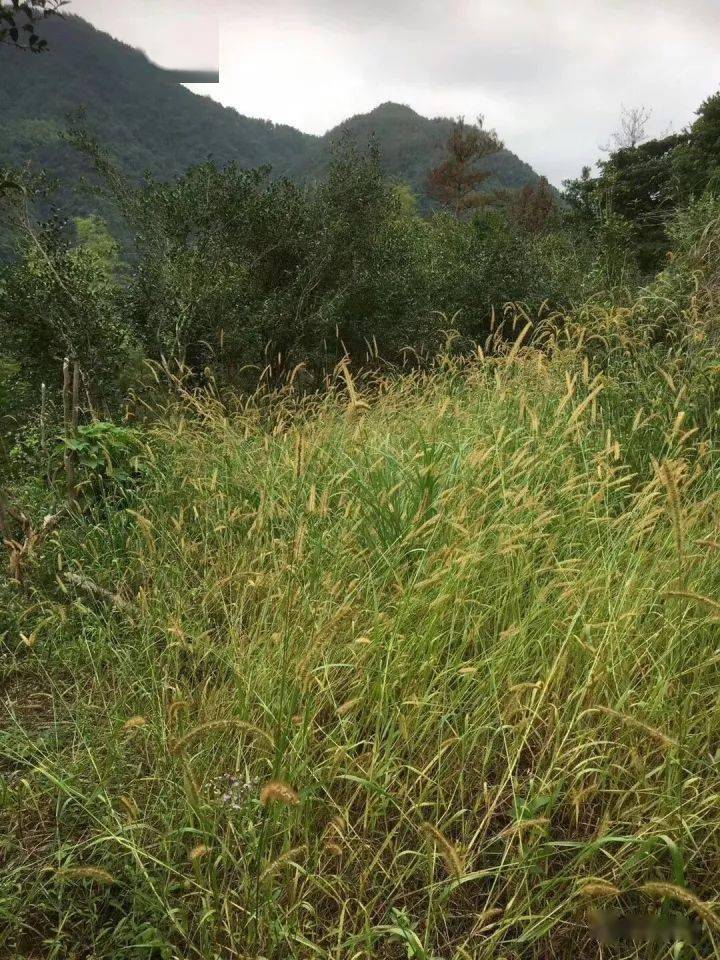 茶树|醇厚且不失清爽，囤起来！假期秒杀丨荒山白茶饼