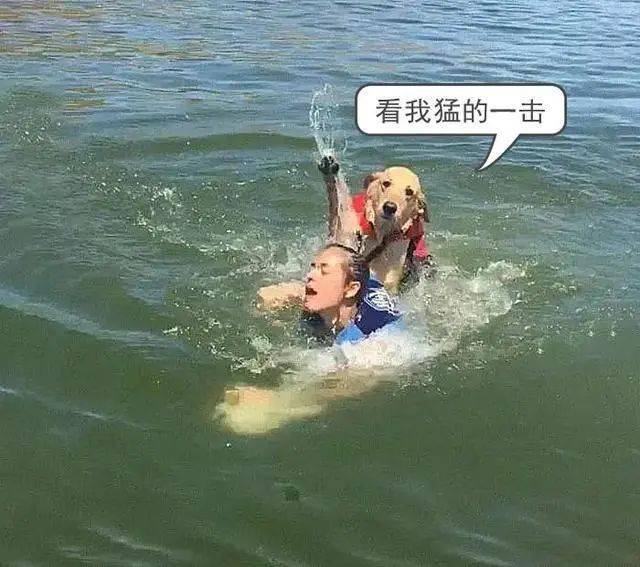女子假装落水,金毛奋不顾身游来感动坏了,下一秒头被按进水里