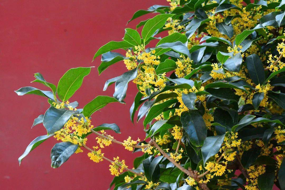 有什么很香的东西 36731f2d3d634b29b77b967018874923.jpeg
