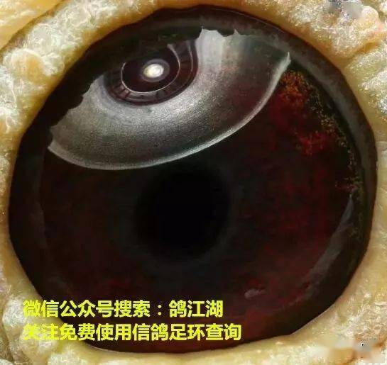 好赛鸽的眼志