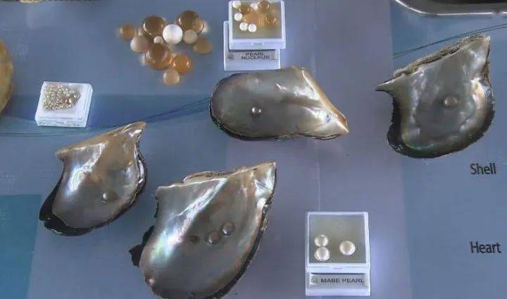 老祖宗|杨杨：这种珍珠长成了佛陀的样子？老祖宗的智慧，如今盛行海外！