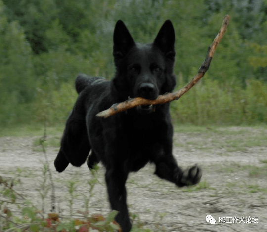 世界排名前50的纯黑东德牧羊犬