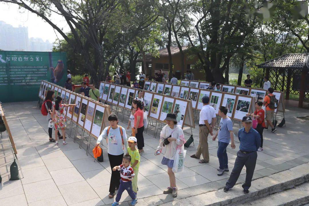 
肇庆有场图片展 展出170多种珍稀鸟类！这些你还纷歧定见过……“IM电竞平台”(图4)