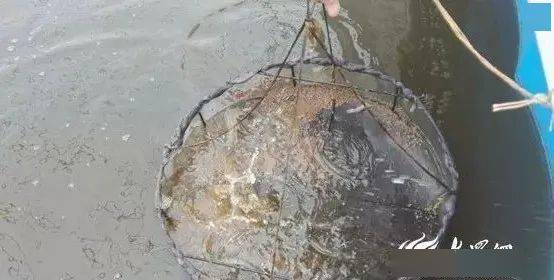 2017农村养什么致富快_致富经养虾_养牛羊致富故事