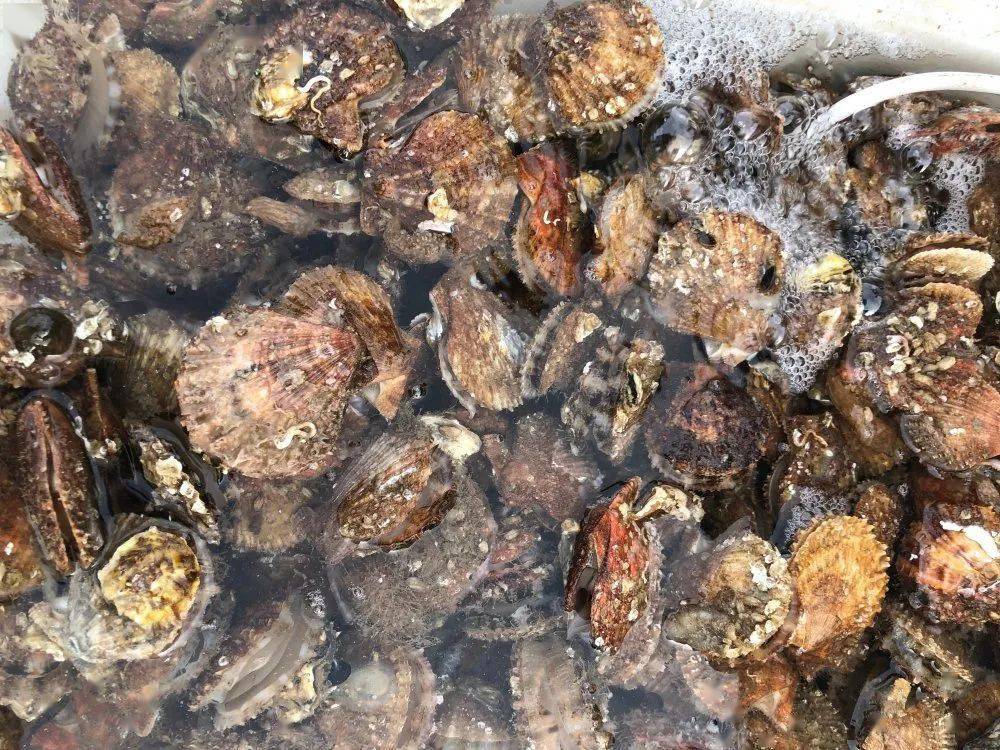 螃蟹|威海海鲜价格这样，快吃起来国庆假期