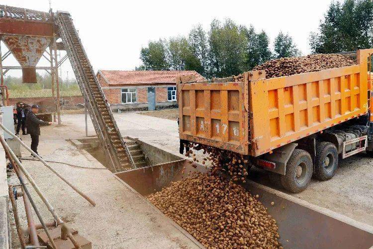 土豆加工出售 57ce1b09686f4fc59fa0053c6e86ee63.jpeg