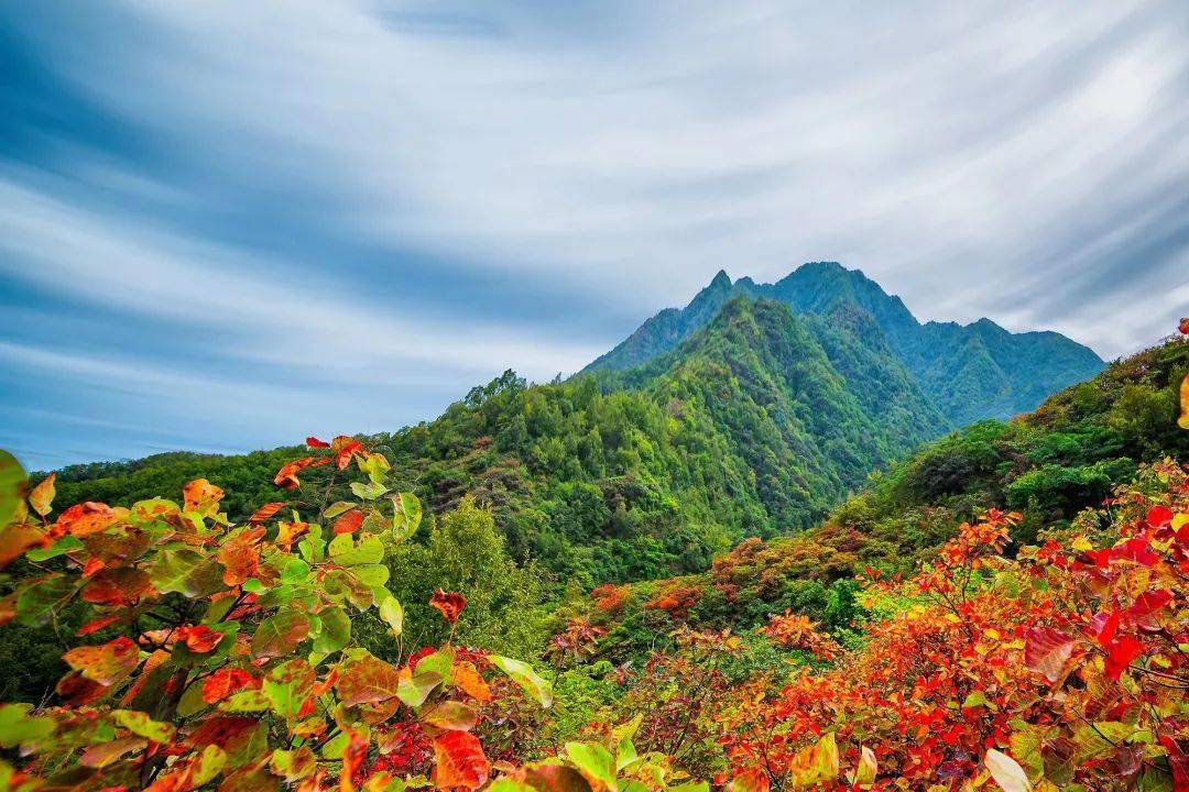 关注嵩县新景里仁花海赏红叶正当时嵩县里仁已美成粉红仙境