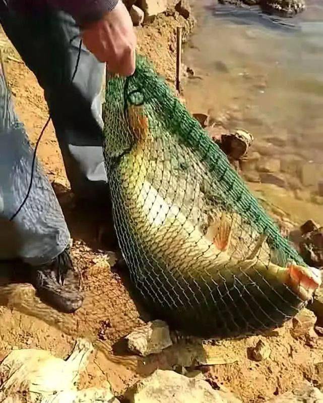 影响|共分为三个步骤钓大鱼的老玉米窝料制作方法