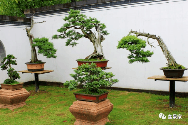 最具特色的私家盆景花园鲍家花园