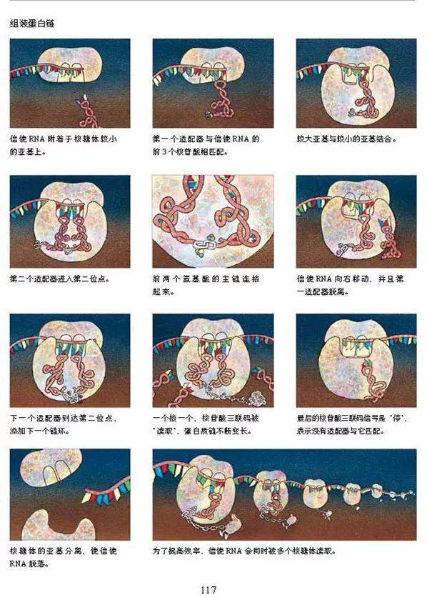 生物学家与艺术家的妙趣合作 看到大自然的全新面貌 分子生物学