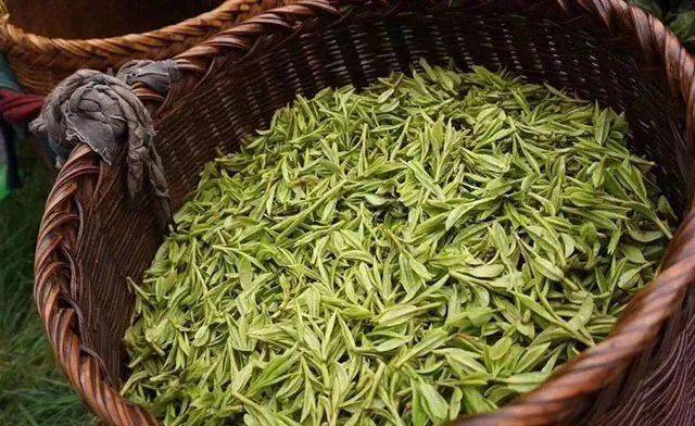 种类|百病绕着走!喝茶若讲究