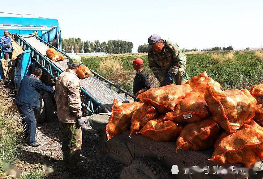 土豆加工出售 c3d8f780db6f4be4b90751895f59615f.jpeg