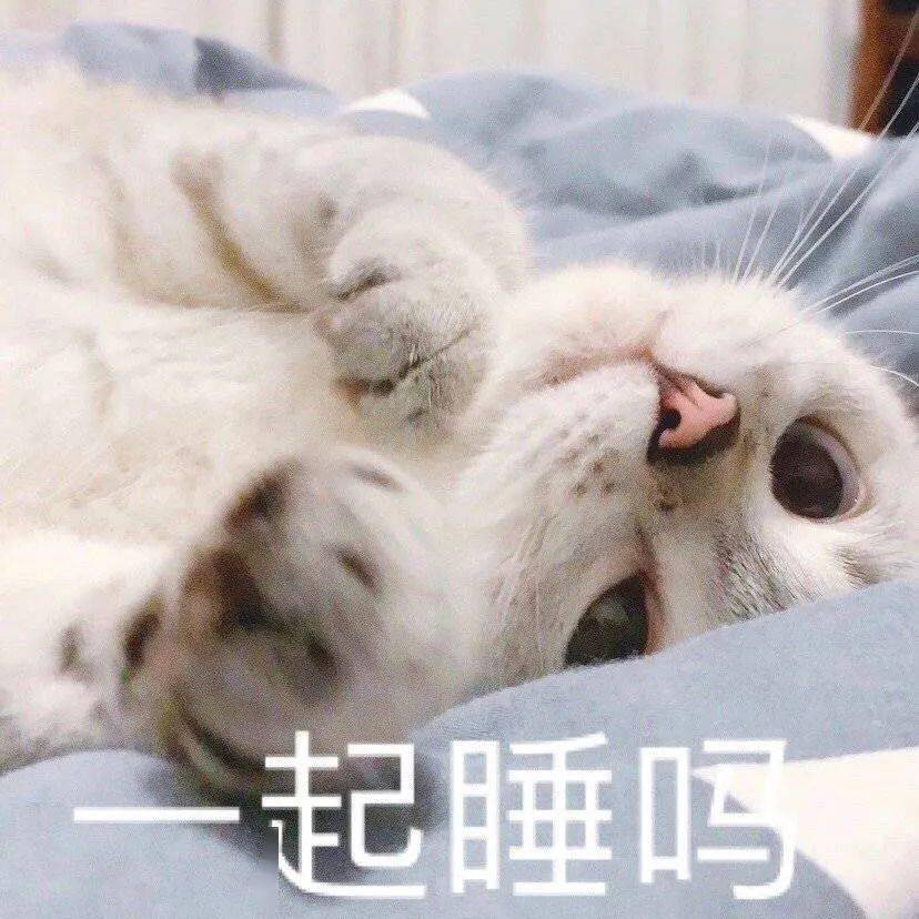 网红猫咪 | 猫咪臭娜娜表情包(八)